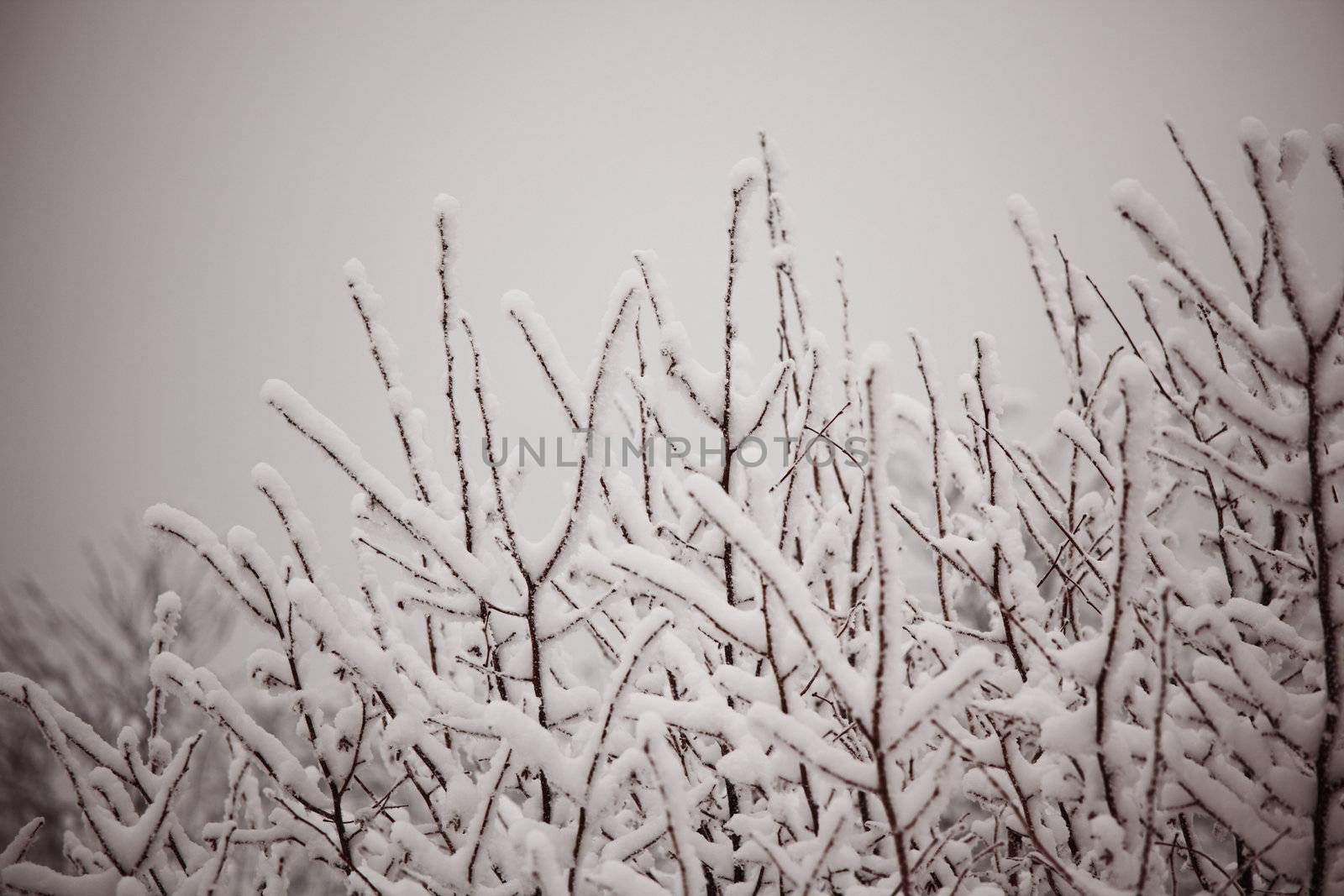 winter trees on snow white background