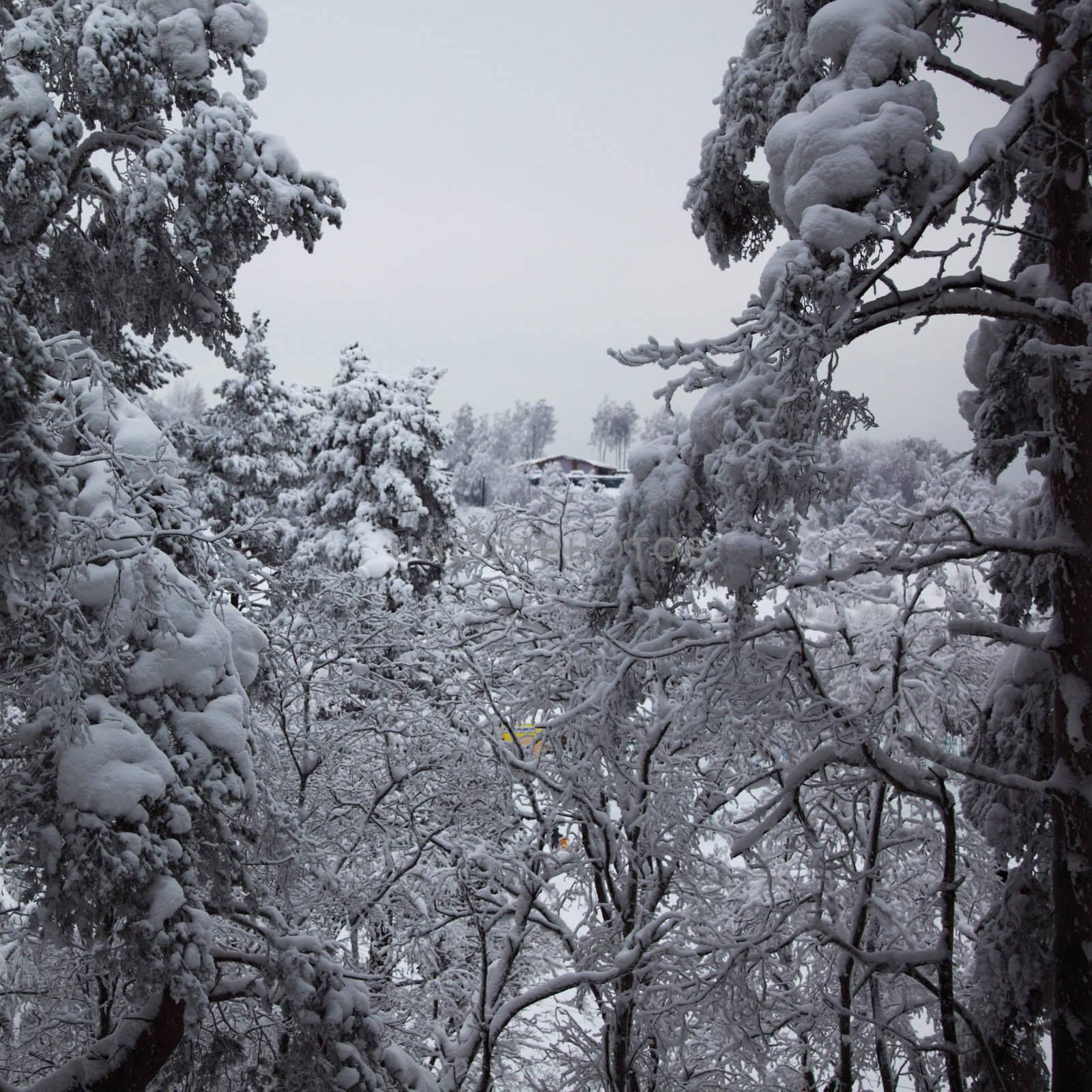 winter trees on snow white background