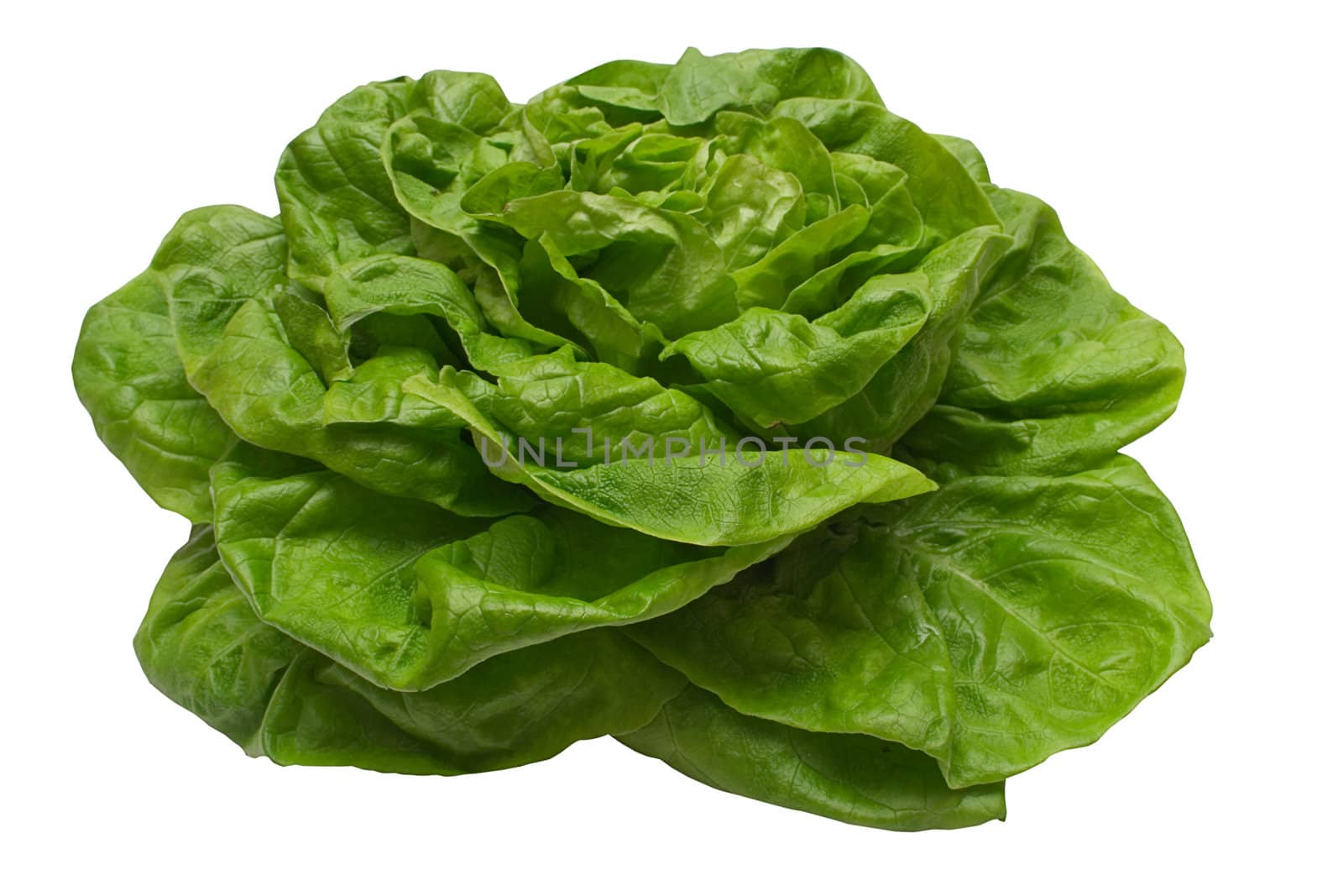 Butter lettuce isolated on a white background. File contains clipping path.