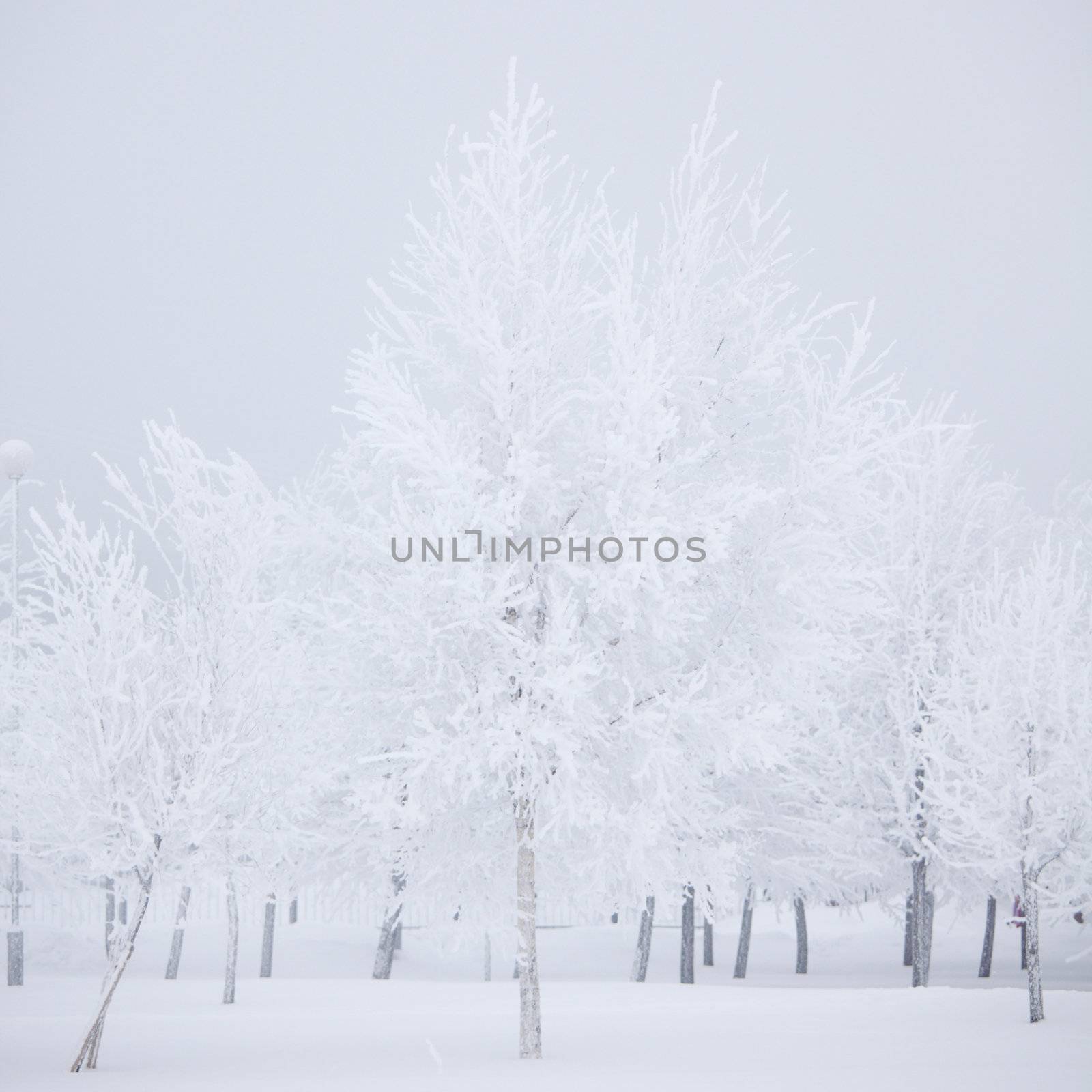 winter trees on snow white background