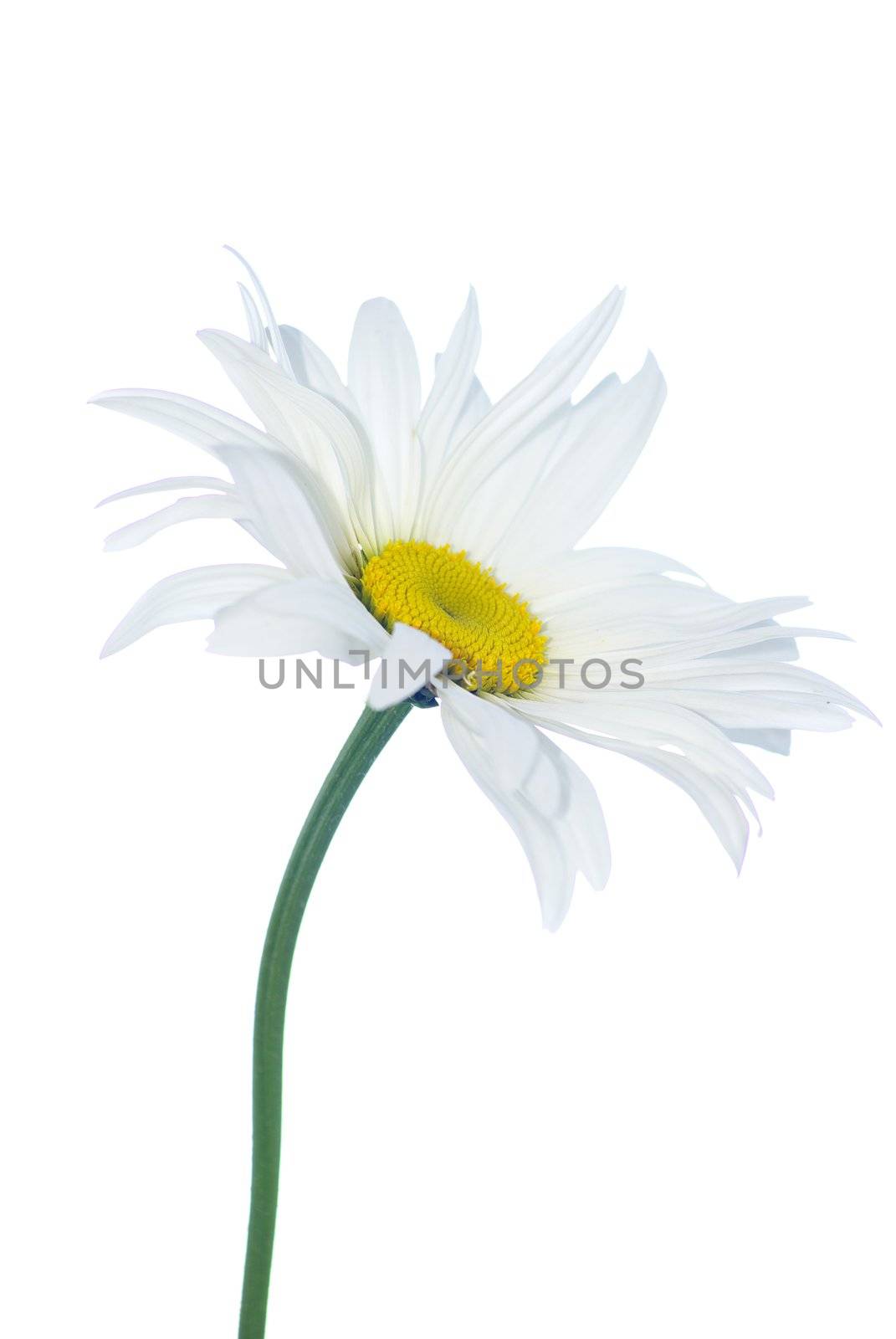 white chamomile isolated on white