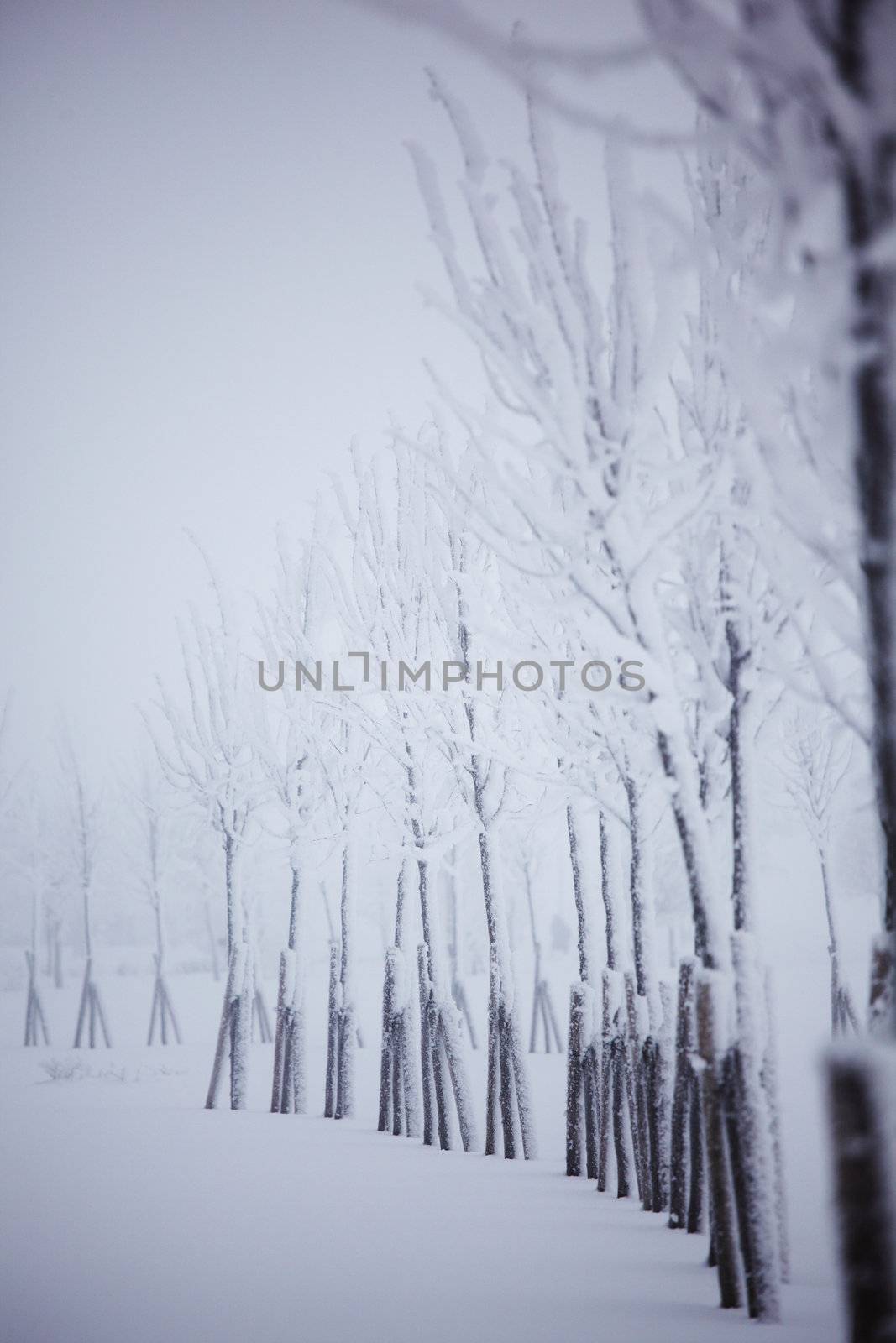 winter trees on snow white background