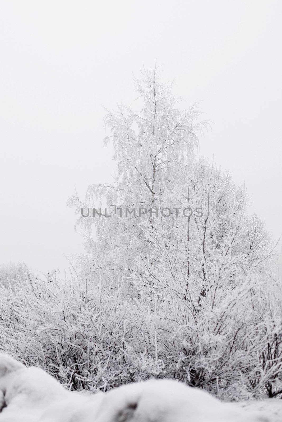 winter trees on snow white background