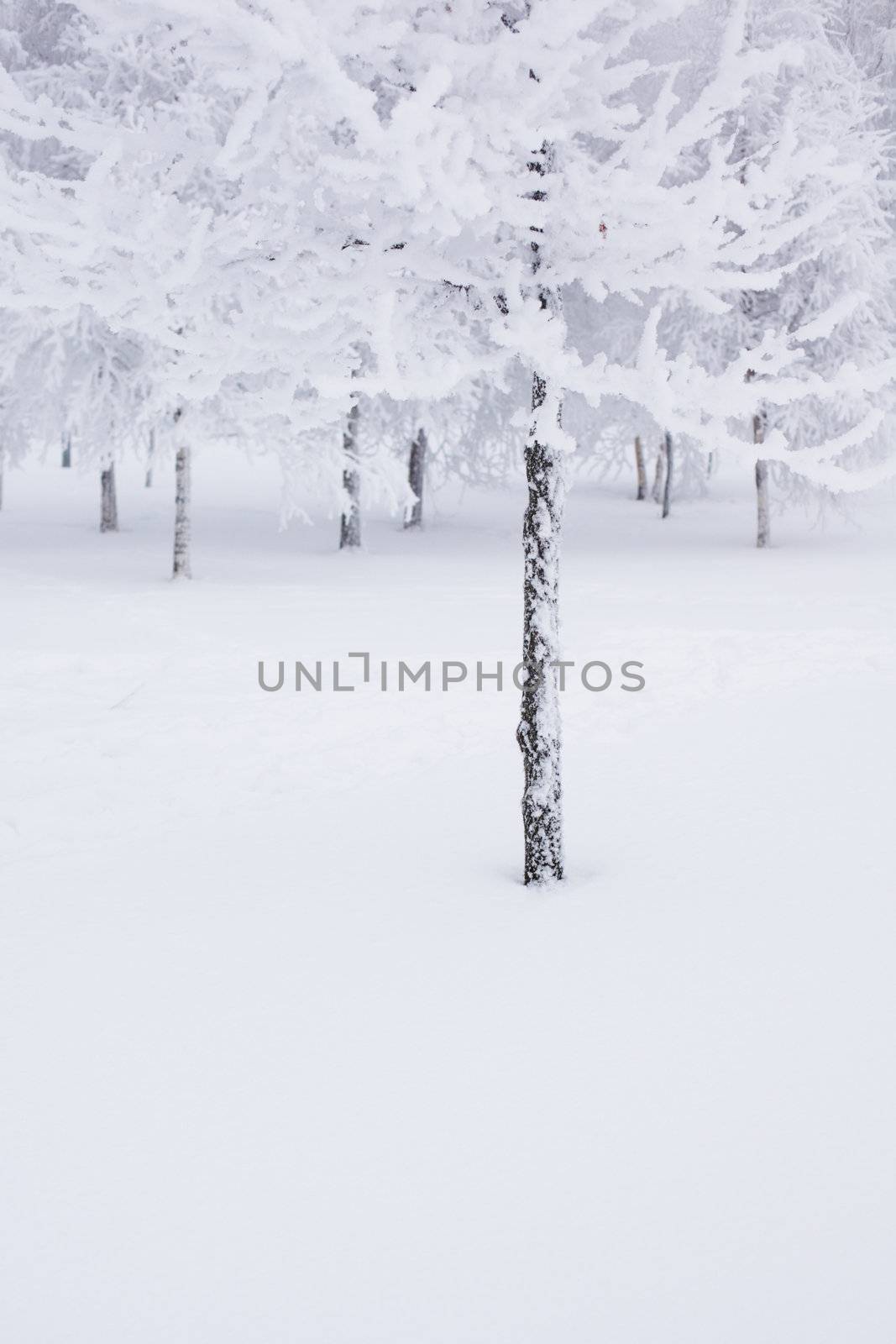 winter trees on snow white background