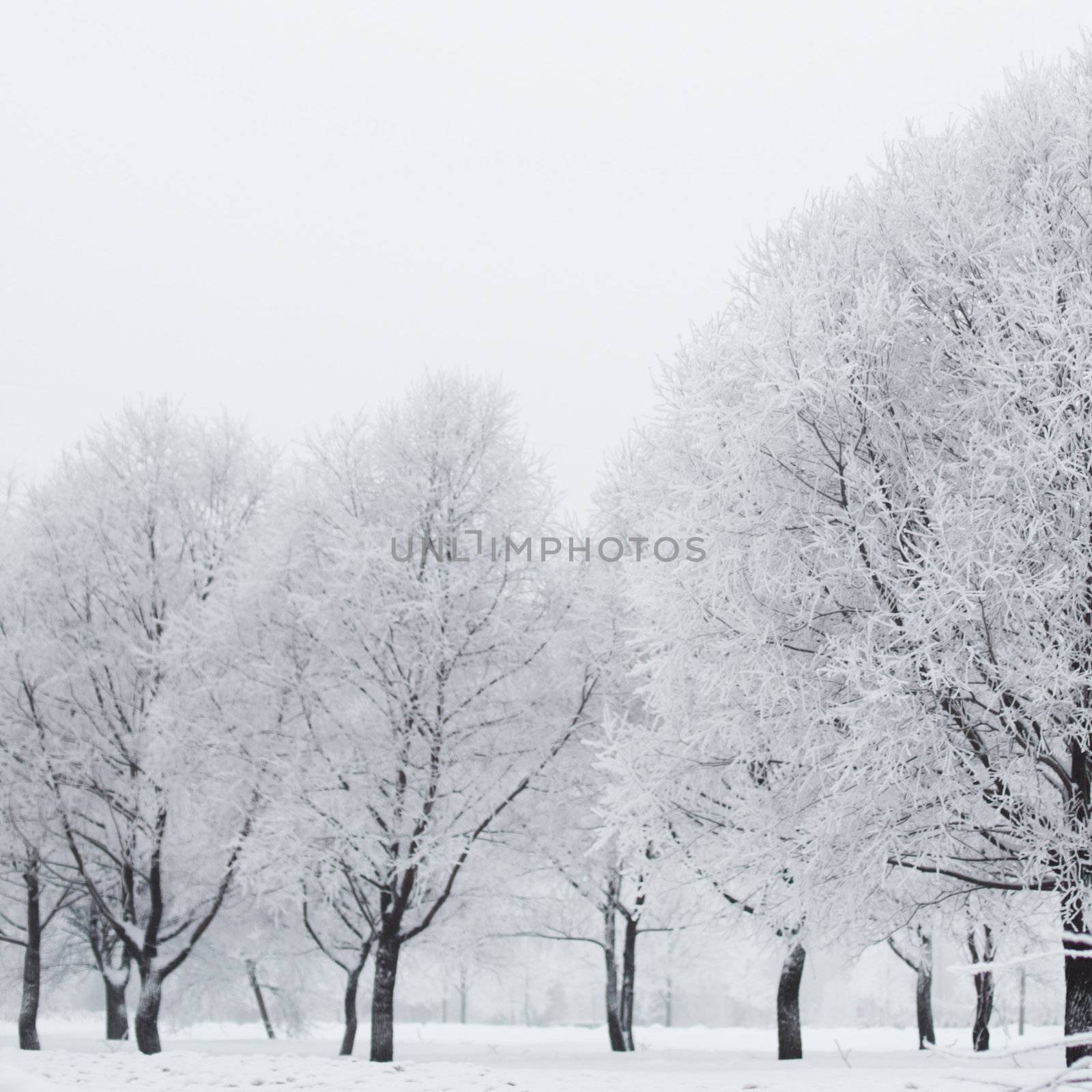 winter trees on snow white background