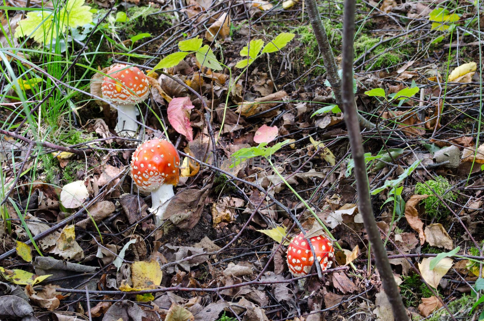 red natural poison fly agaric mushrooms grow in forest.