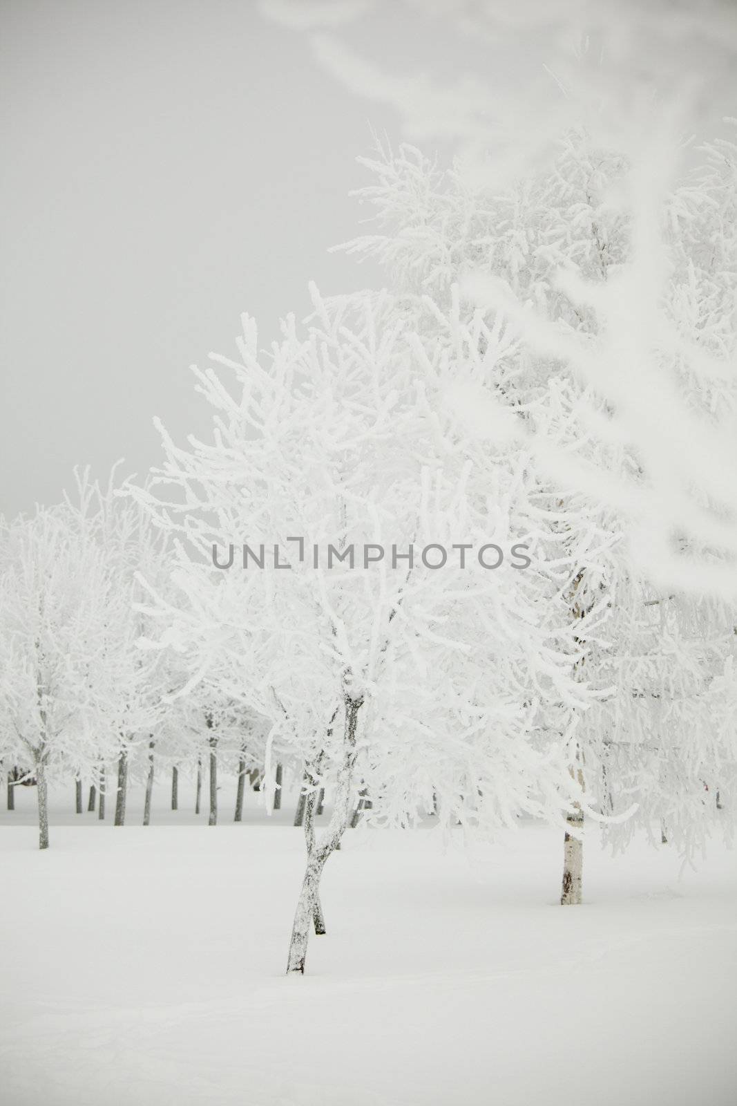 winter trees on snow white background