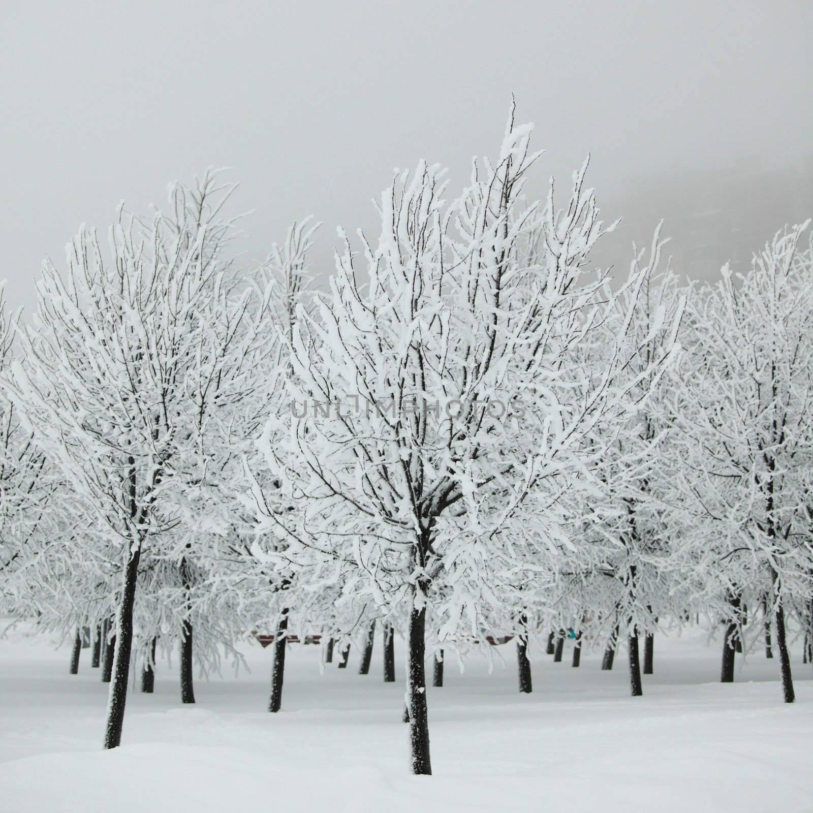  winter trees by Yellowj