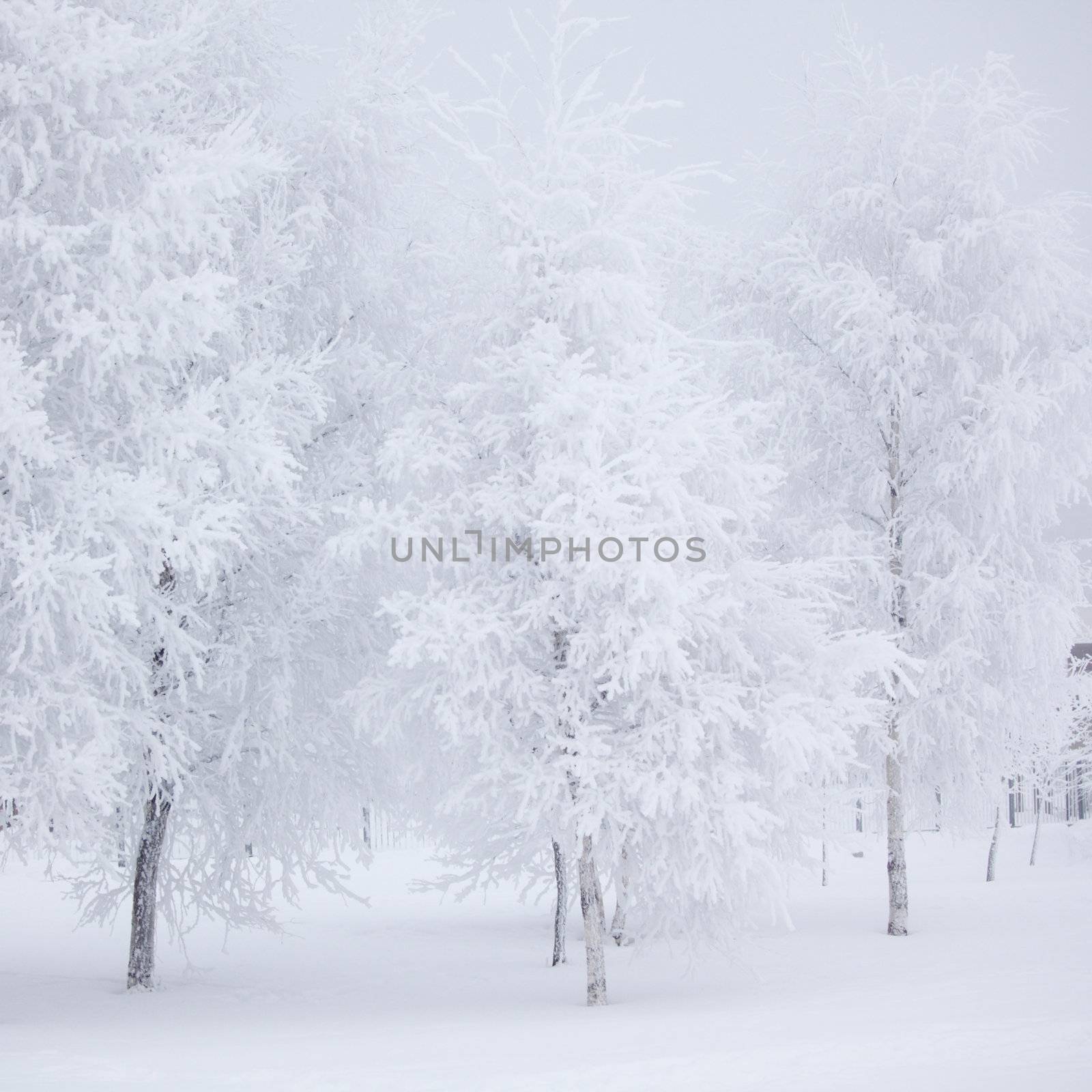 winter trees on snow white background