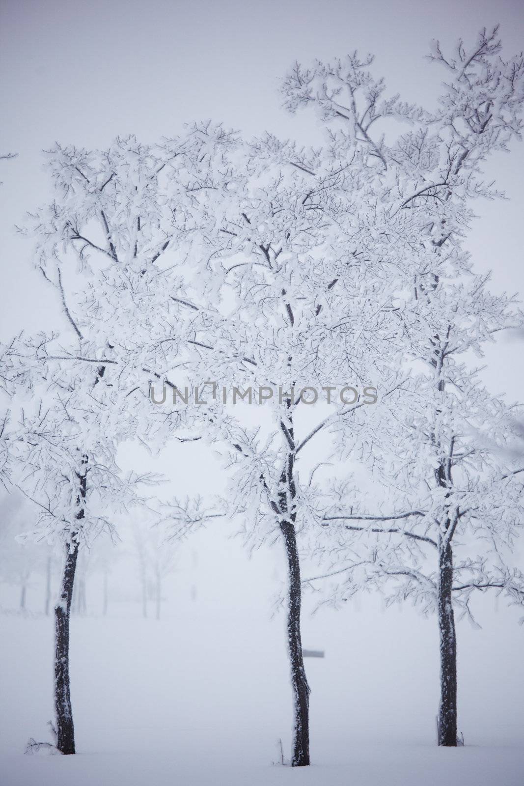 winter trees on snow white background