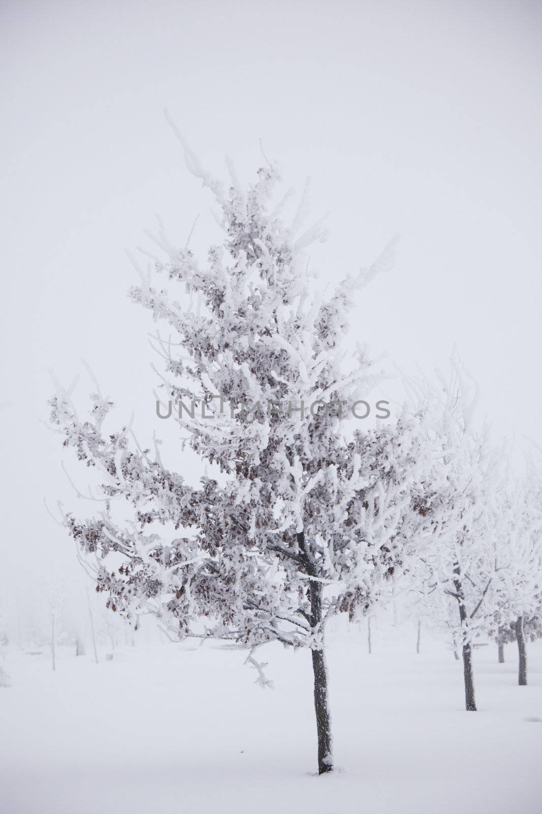 winter trees on snow white background