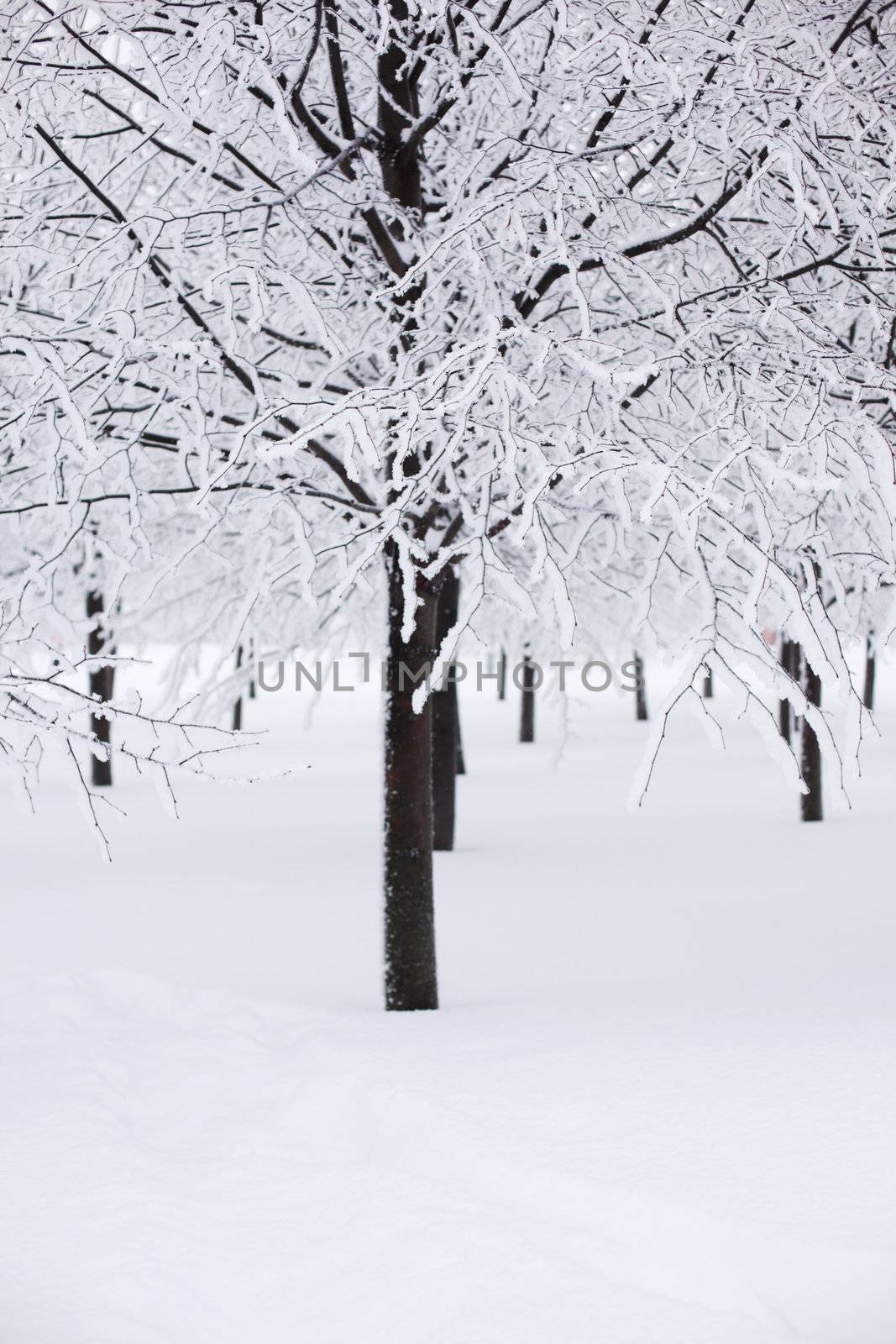 winter trees on snow white background