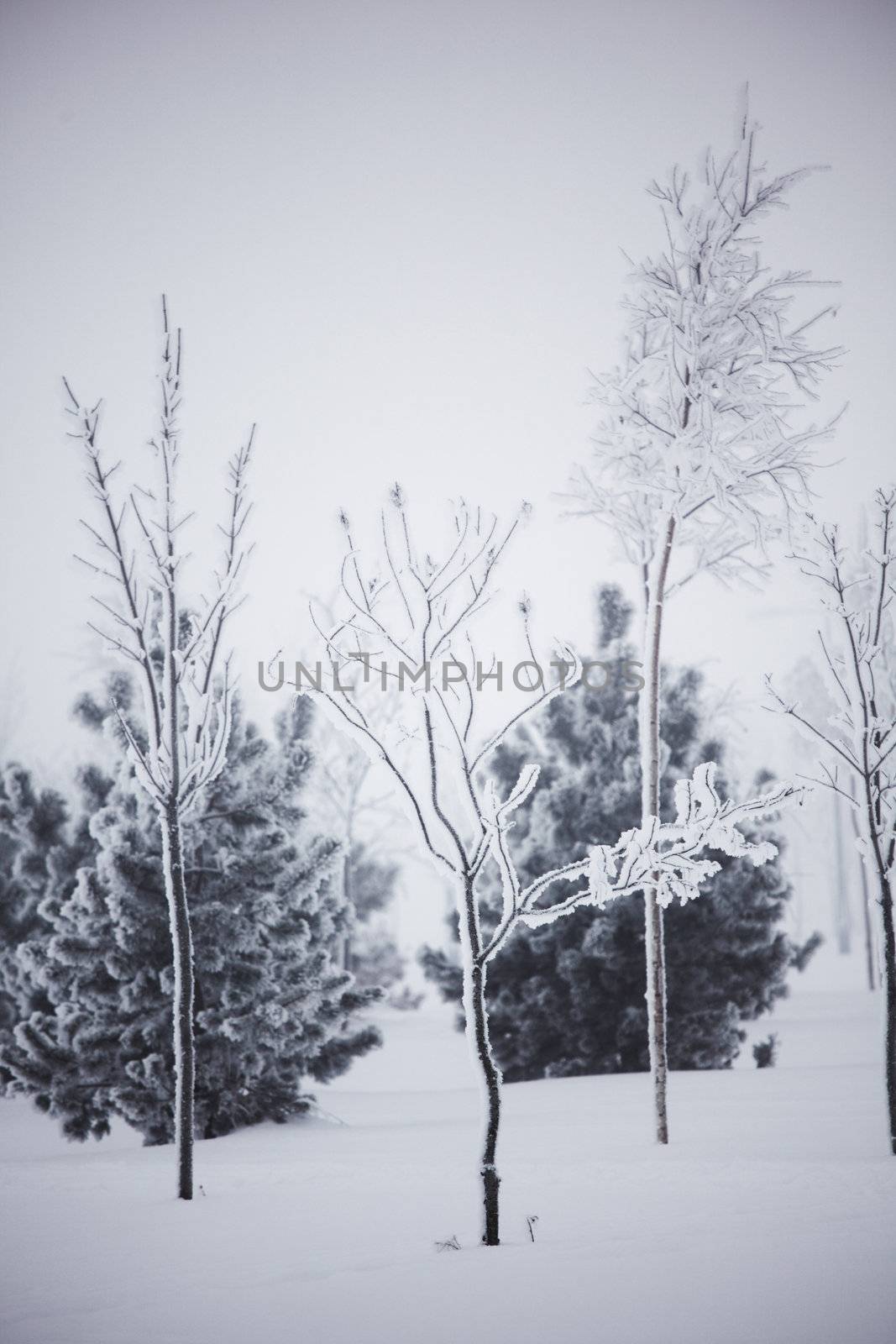 winter trees on snow white background