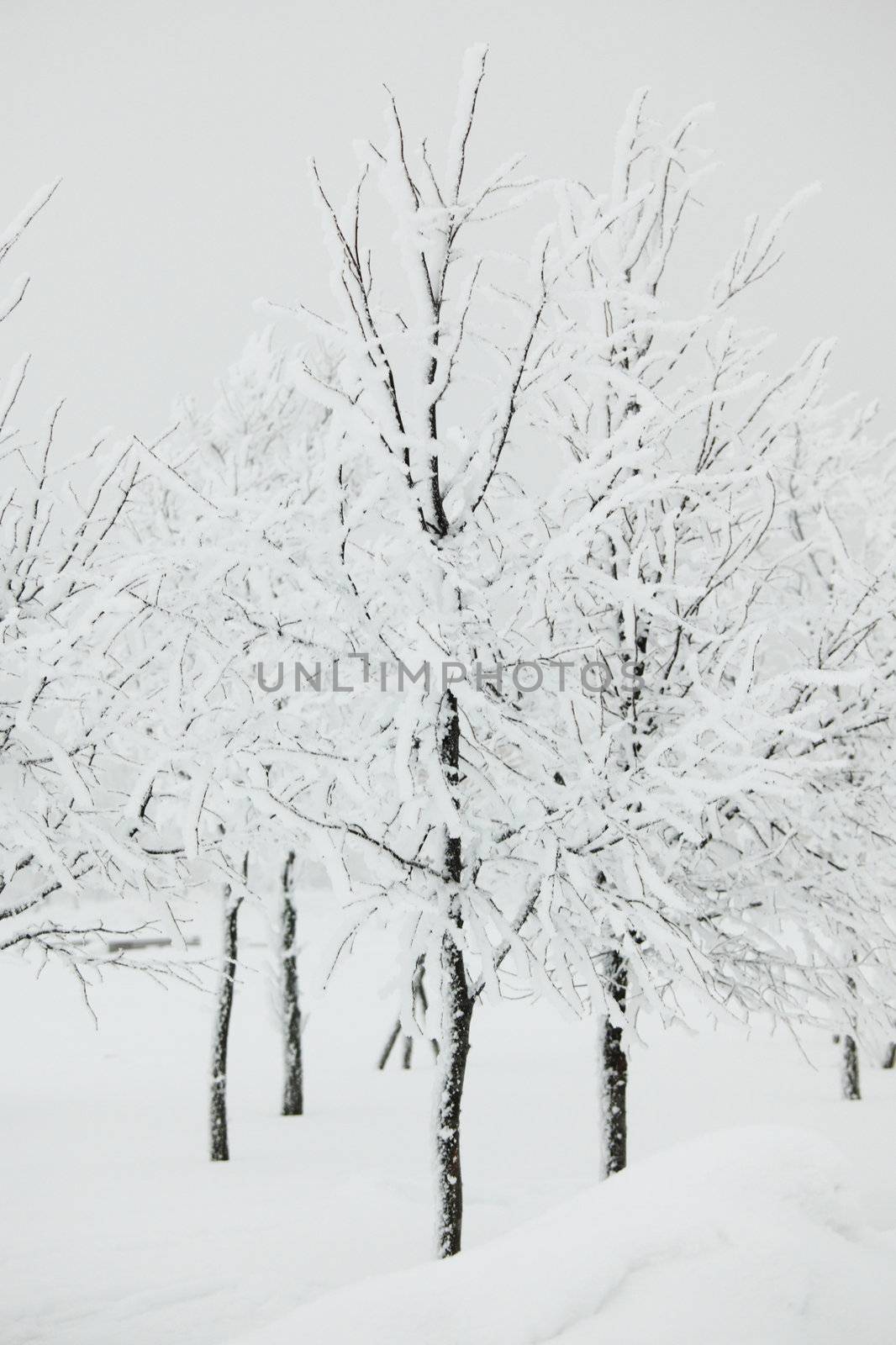 winter trees on snow white background