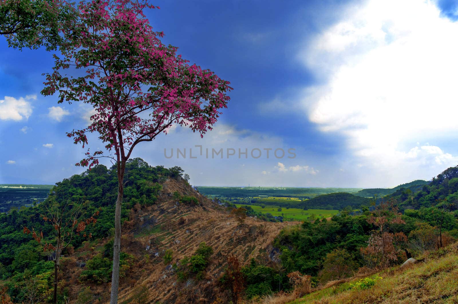 Tree on Khao Chom Hae Mountain. by GNNick