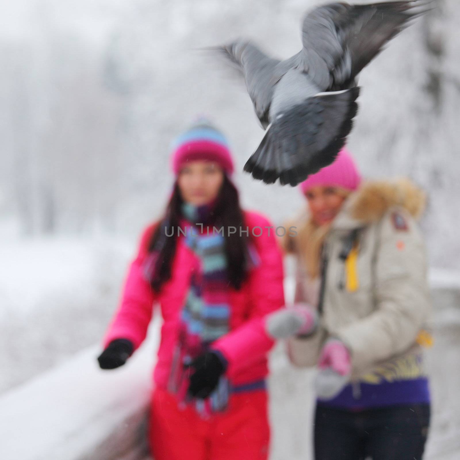 winter women give food to the pigeon