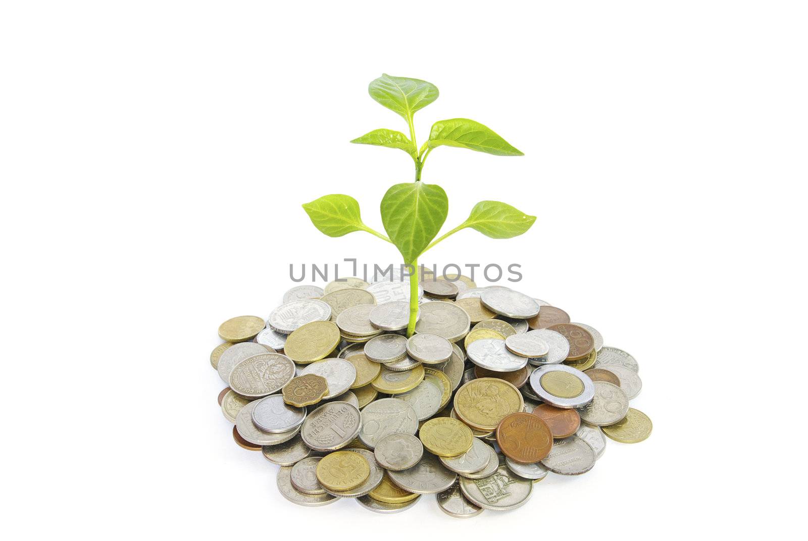 plant in coins  isolated on white background