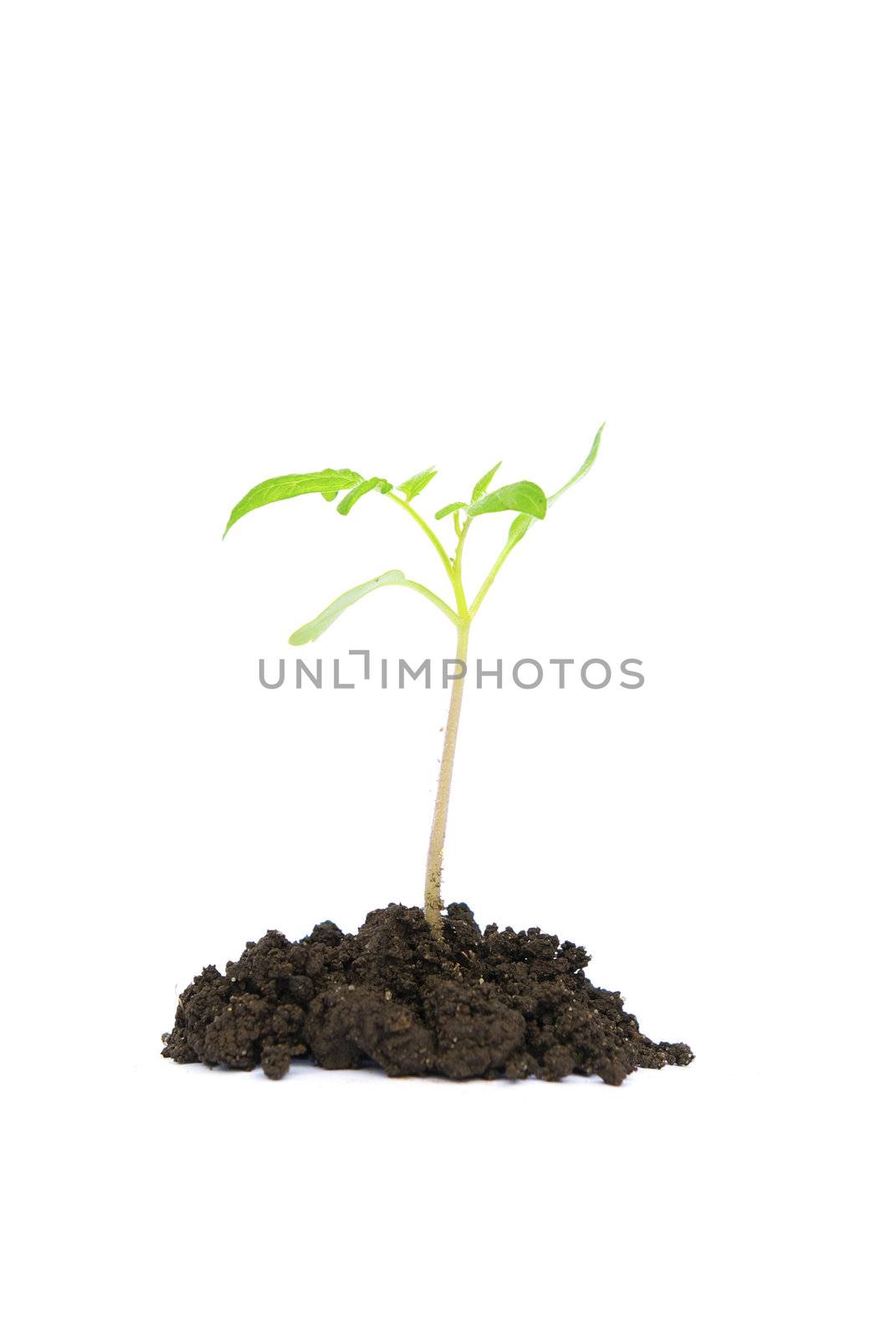 Little green plant on white background