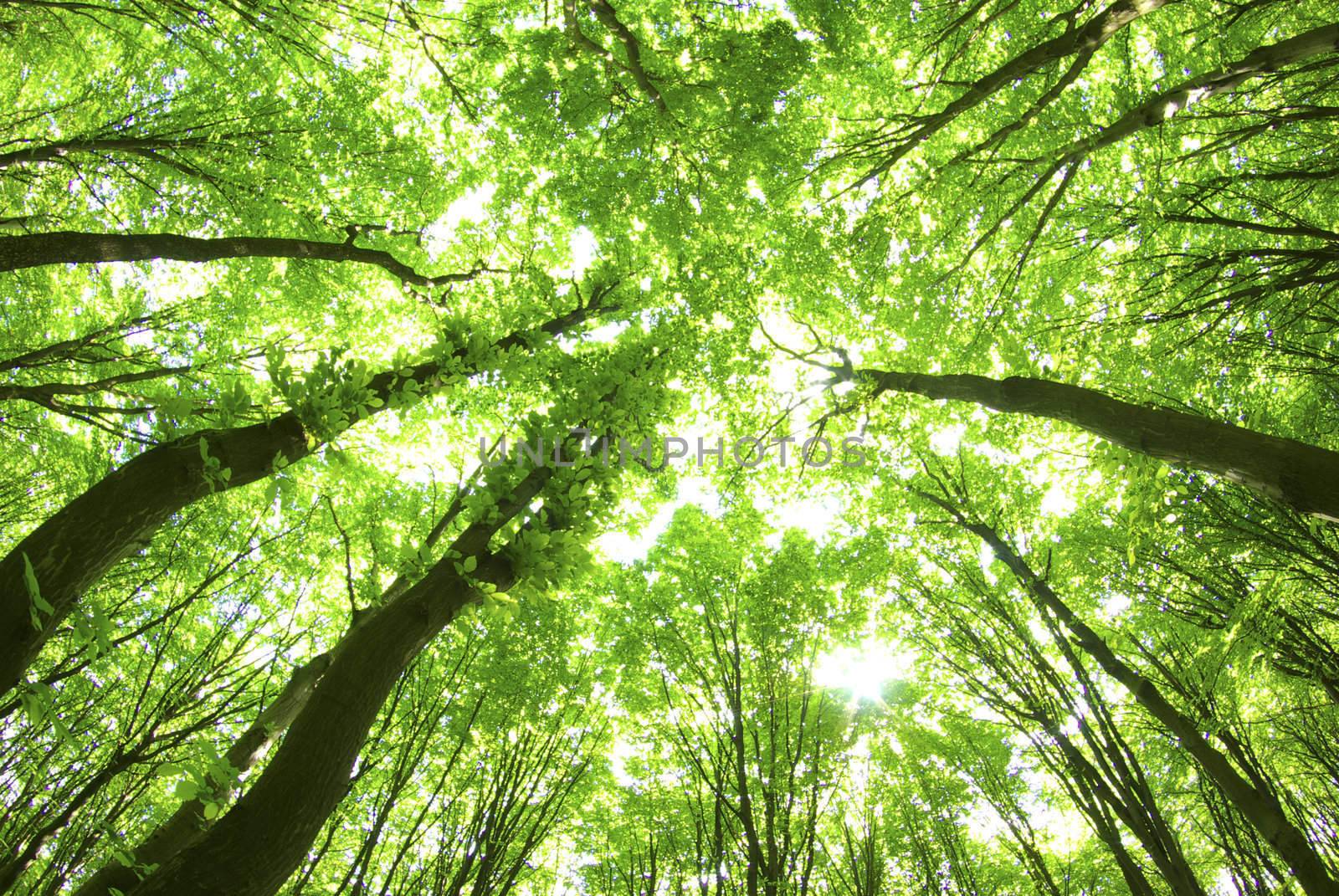 green leaves background in sunny day