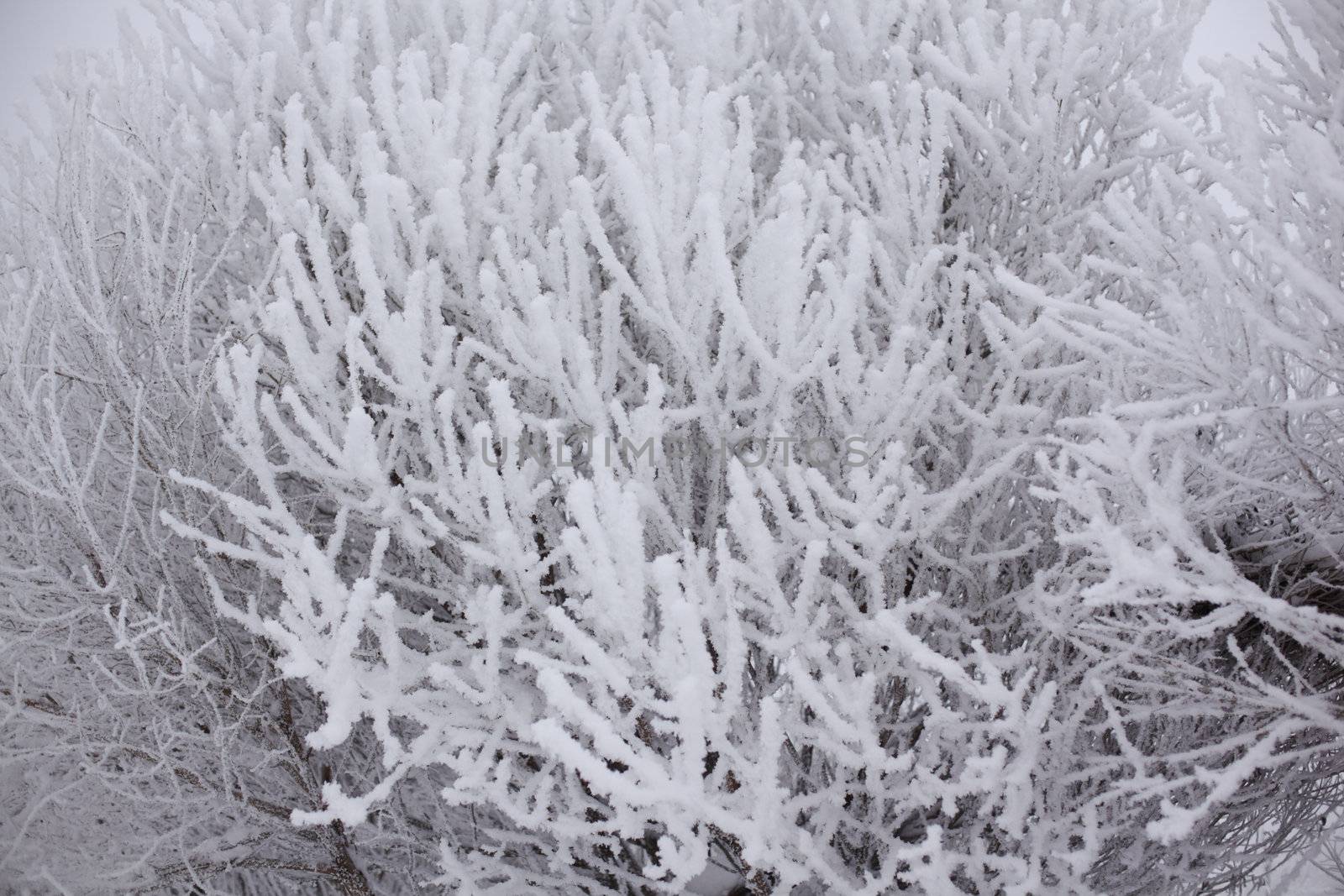  winter trees on snow white background