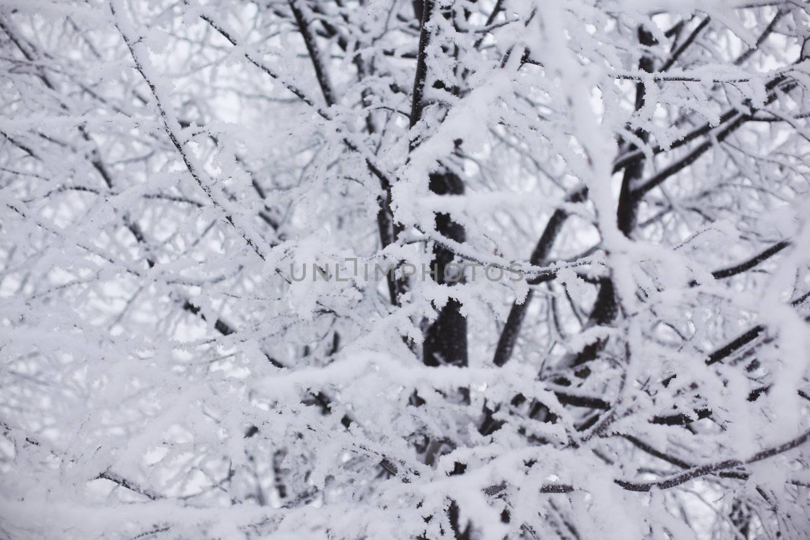  winter trees on snow white background