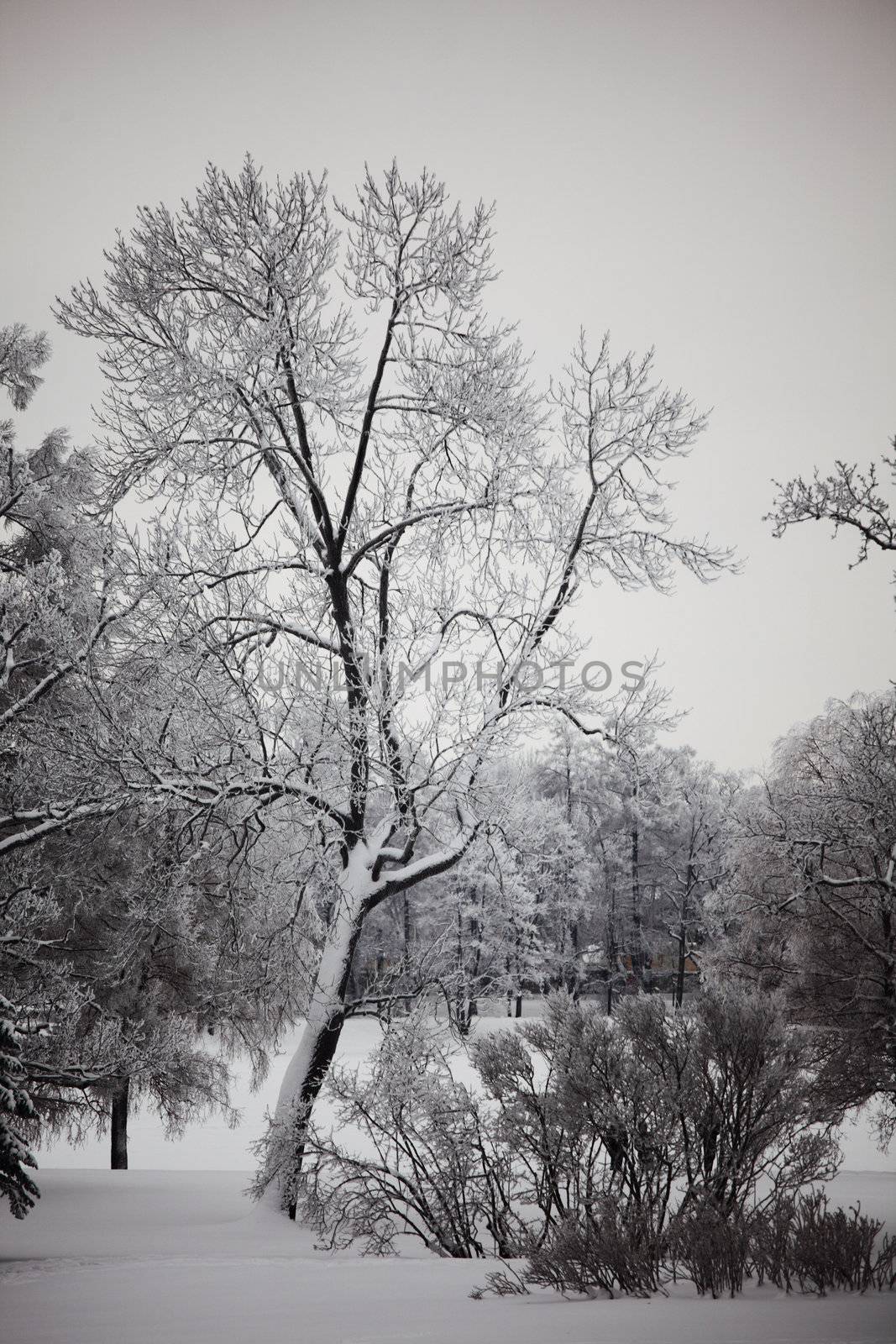 winter trees by Yellowj