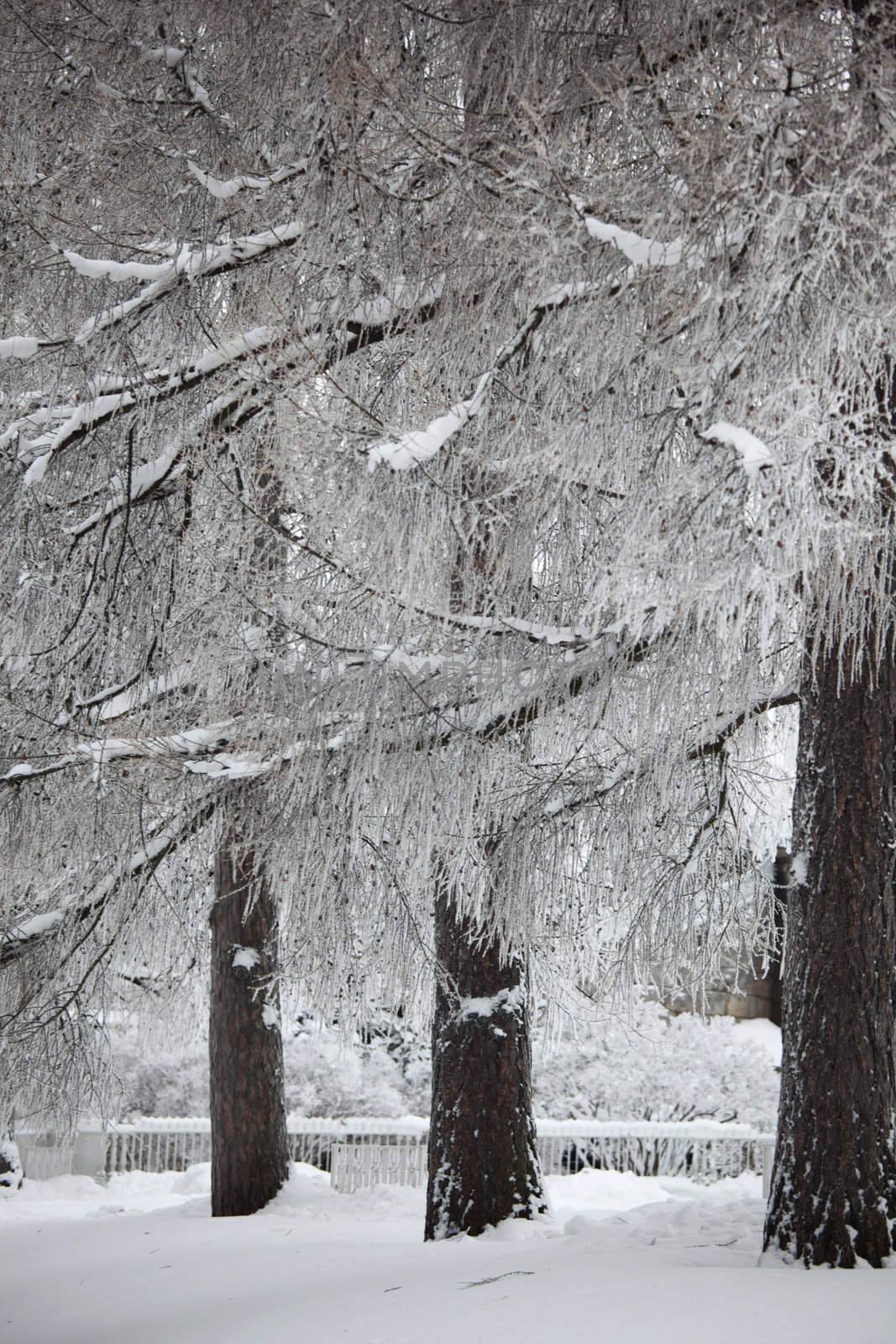  winter trees on snow white background