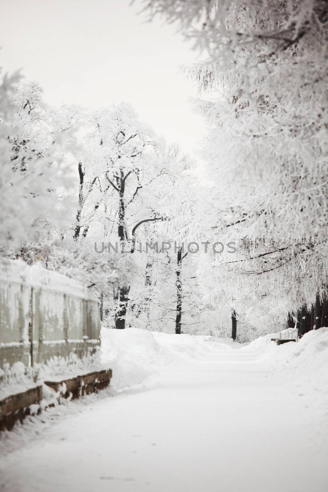  winter trees on snow white background