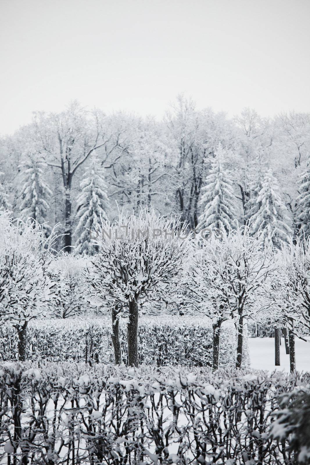 winter trees by Yellowj