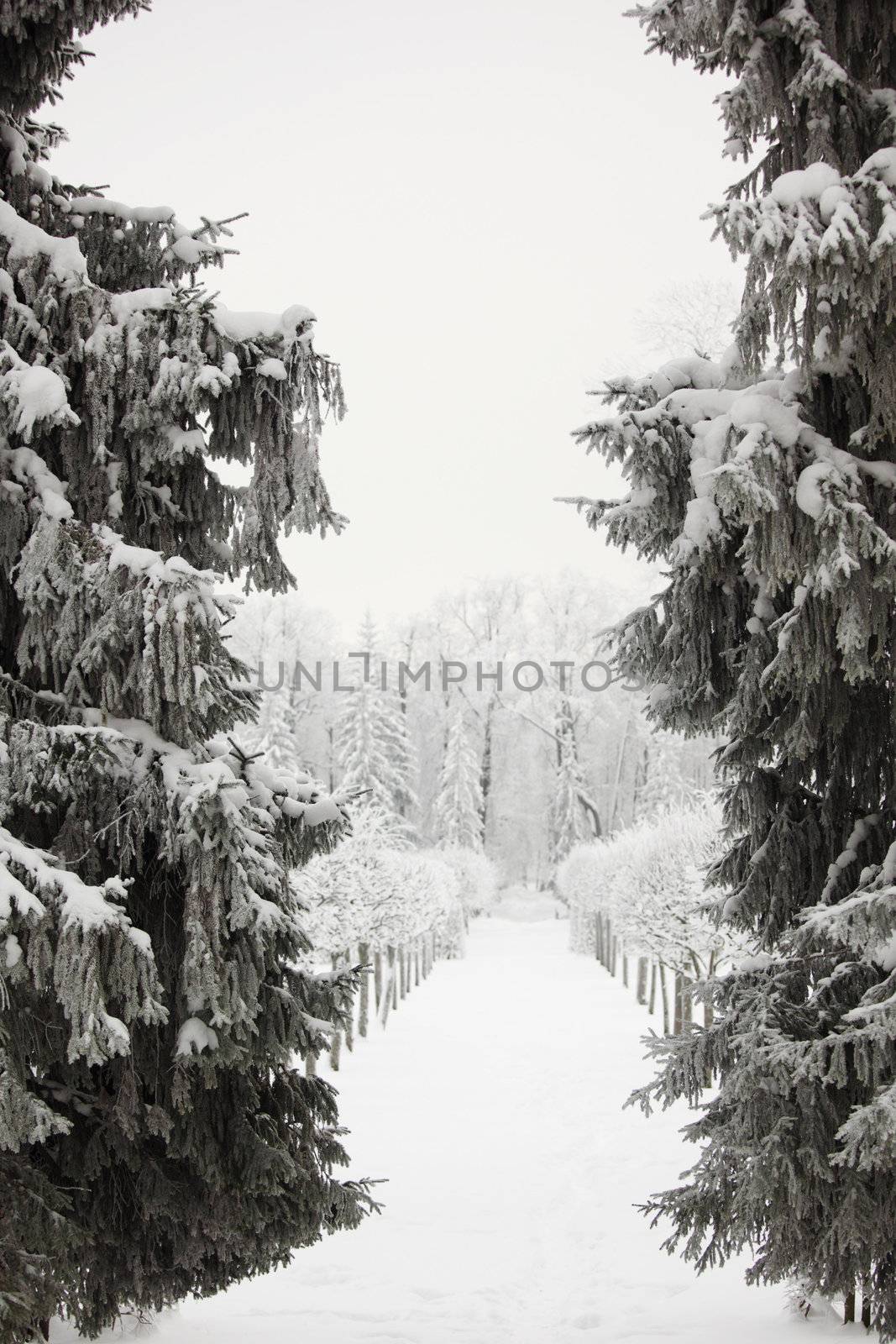 winter trees by Yellowj