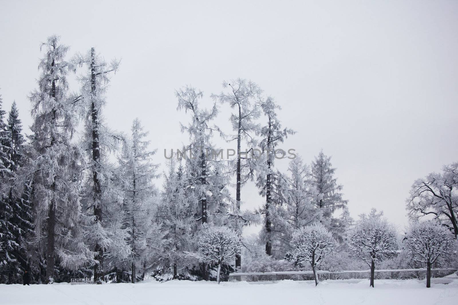  winter trees on snow white background