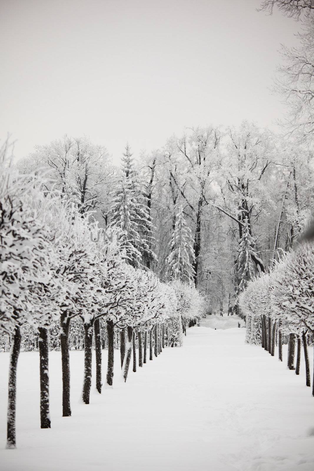  winter trees on snow white background