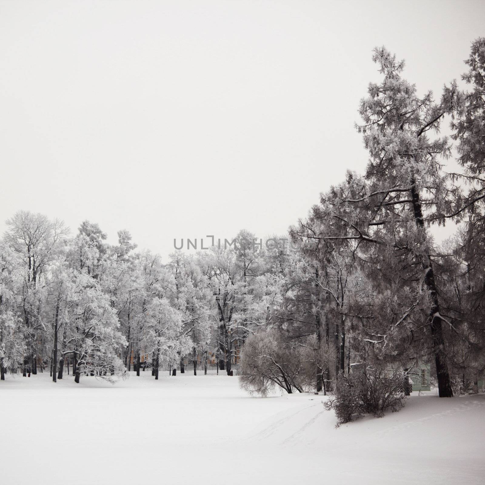  winter trees on snow white background