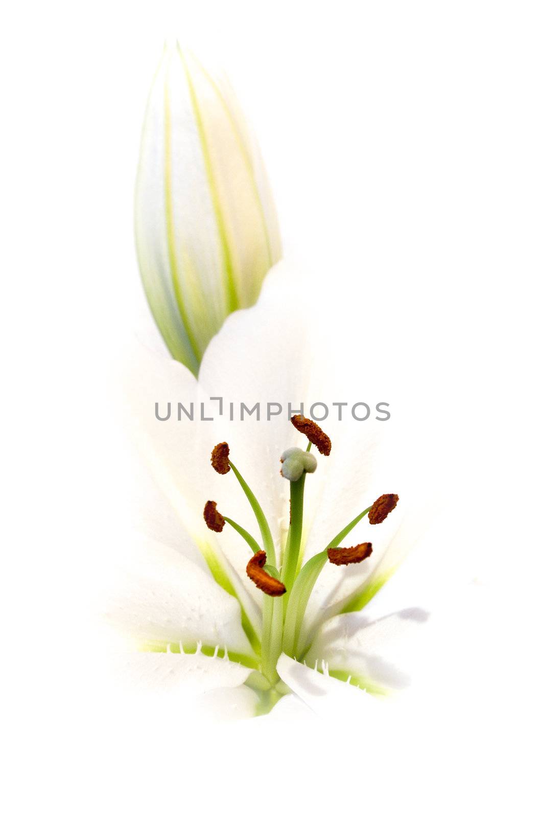 White Lily by winterling