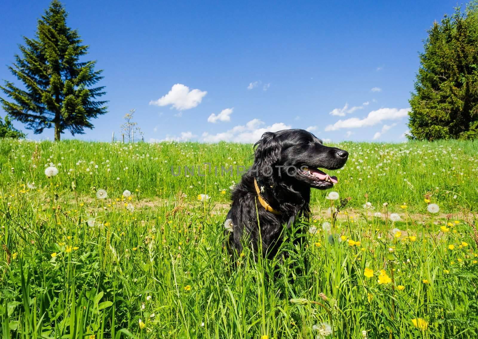 Black Labrador sitting in a summer meadow