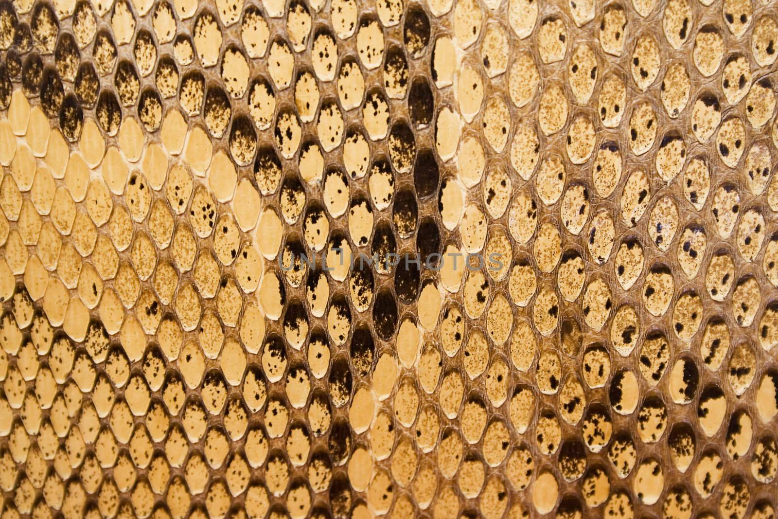 Golden Snakeskin Texture by winterling