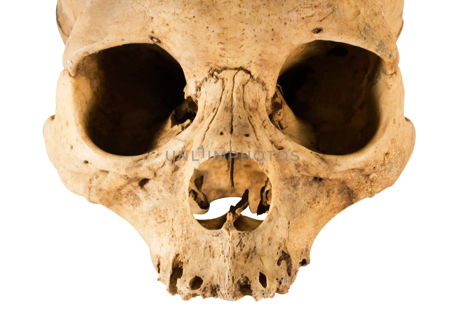 Skull with Clipping Path by winterling