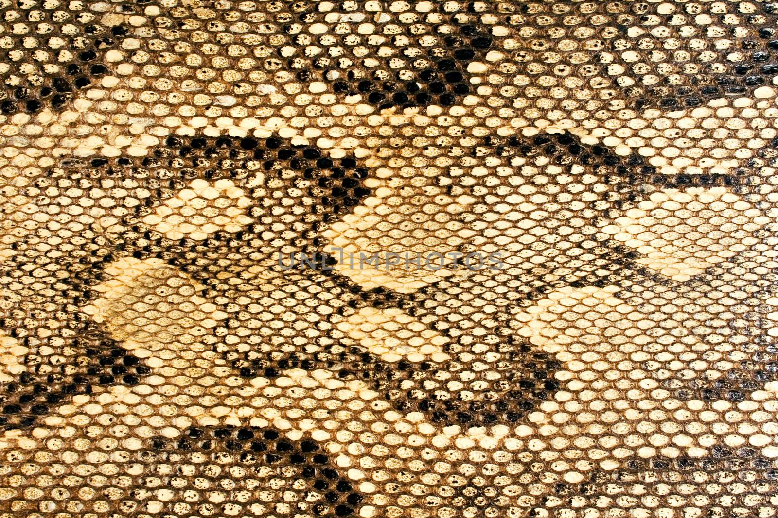 Reptile or snakeskin texture.