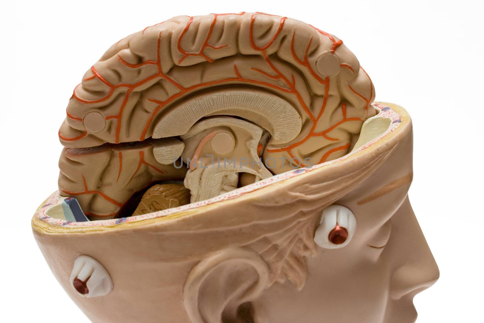 Model of the human brain isolated on a white background.