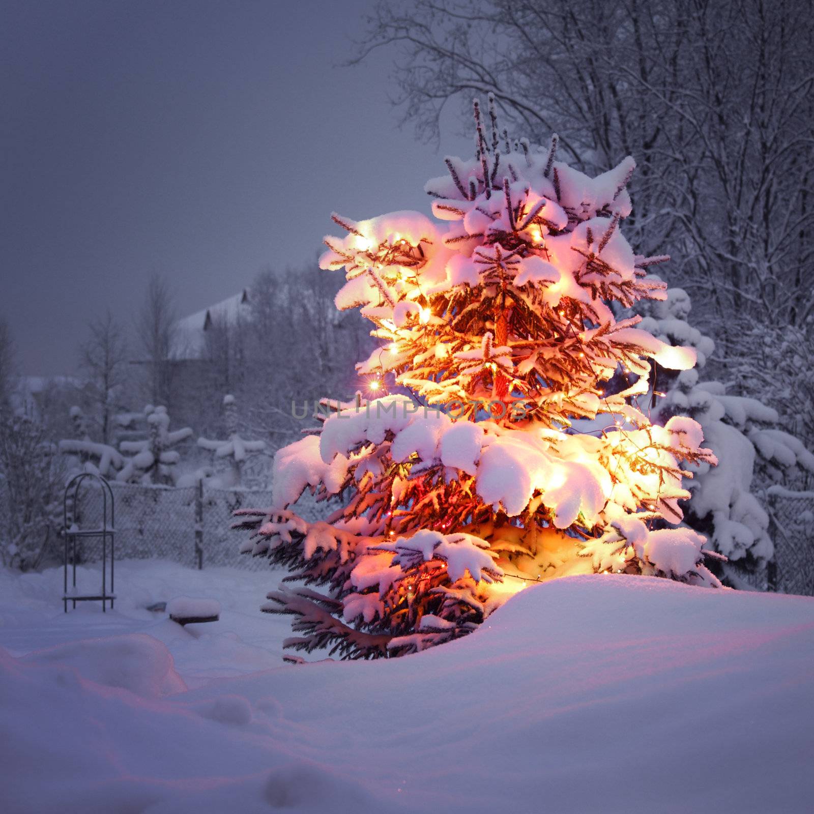 xmas winter pine tree in dark