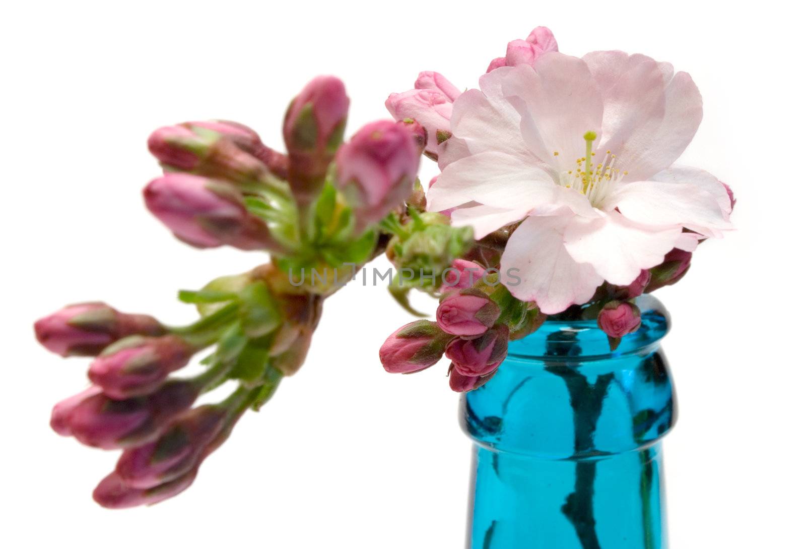 Flower in a blue bottle isolated on a white background.