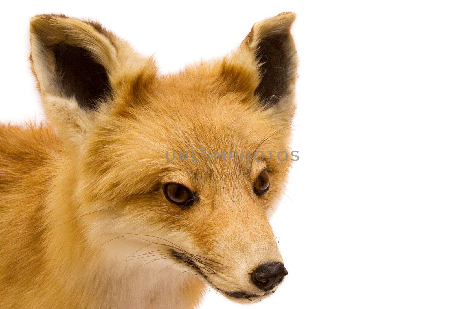 Stuffed brown fox isolated on a white background.