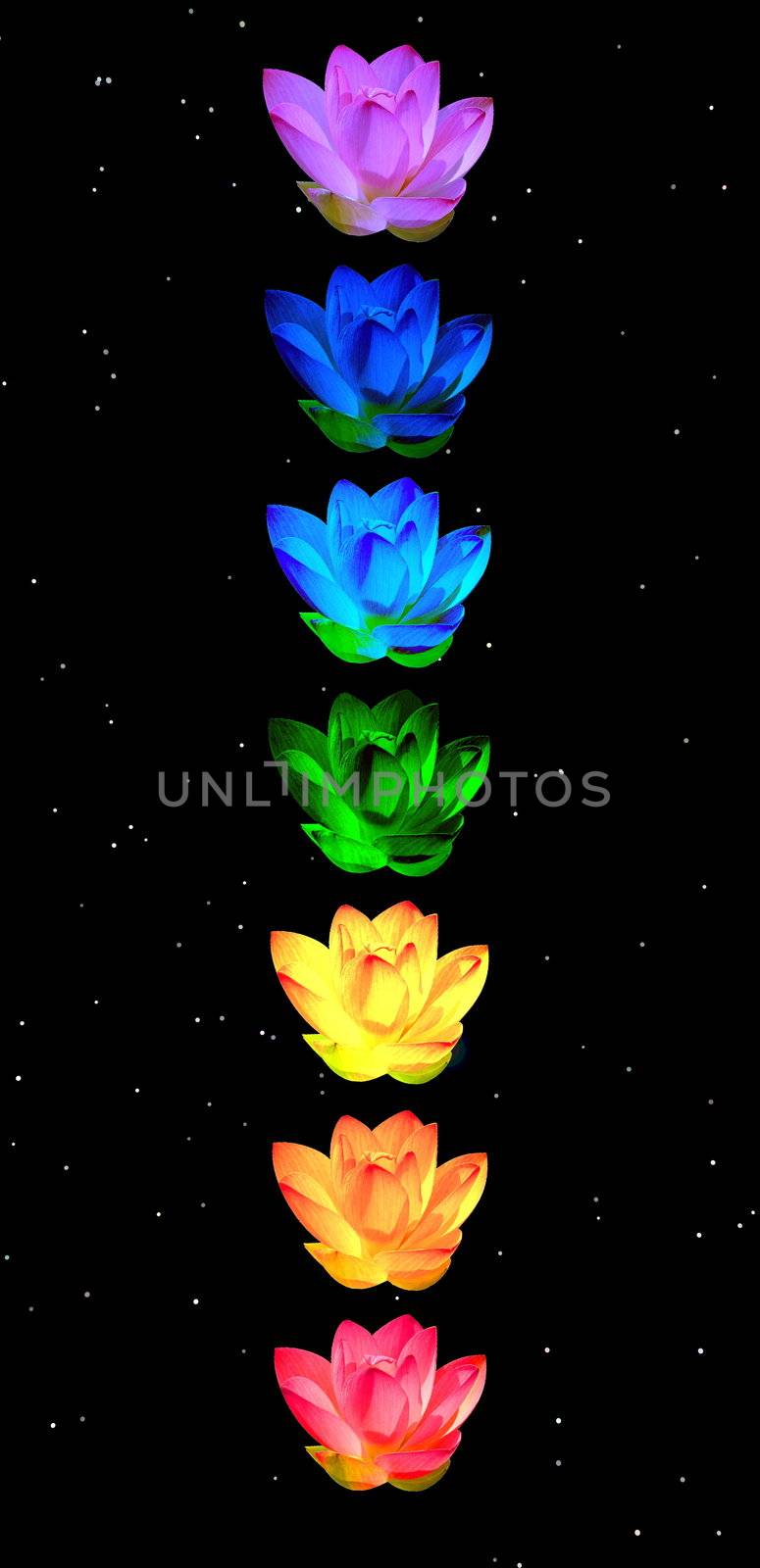 Chakra colors of lily flowers by Elenaphotos21