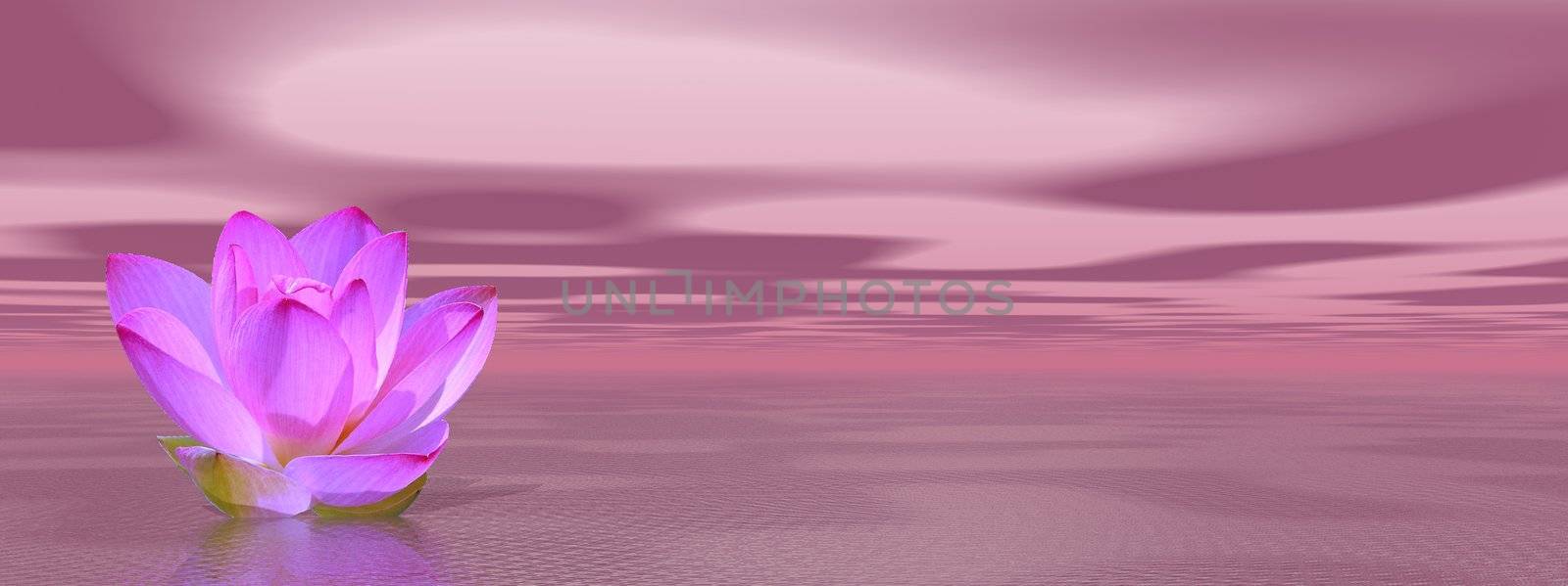 Lily flower in violet ocean by Elenaphotos21