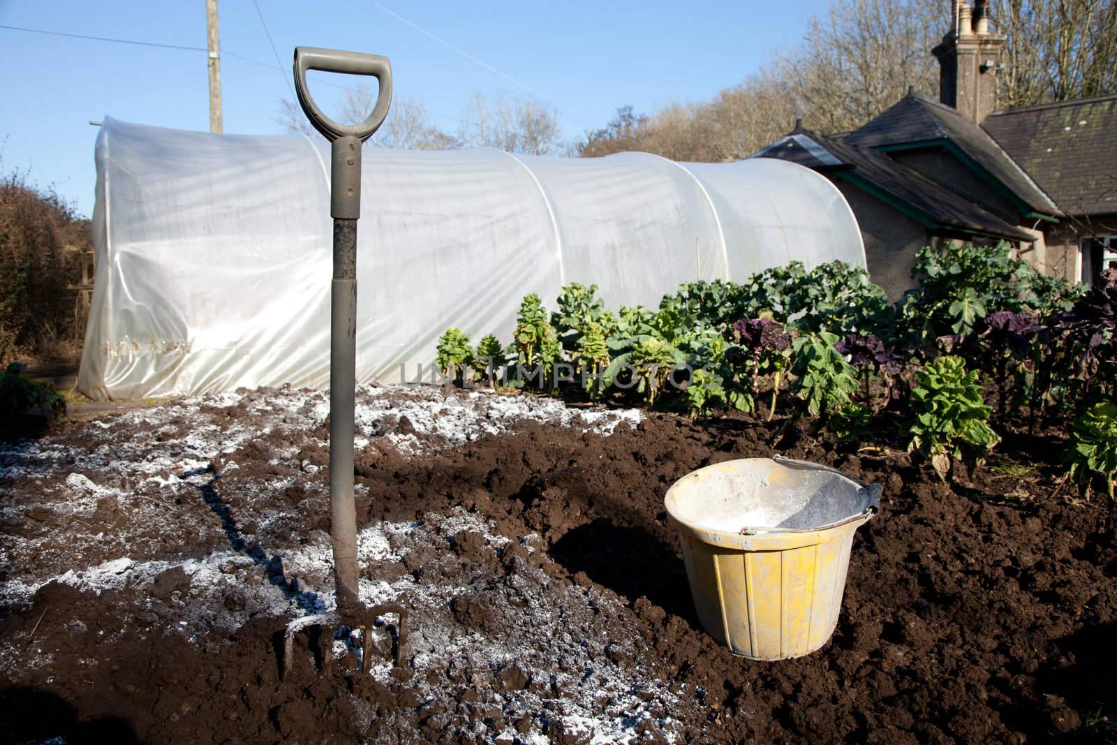 A patch of garden dug over showing a fork and bucket of lime and lime spresd over the soil.