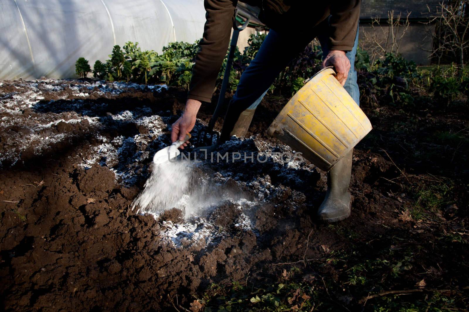 A man stands in a dug over patch of soil with a bucket and trowel sprinkling lime on the earth.