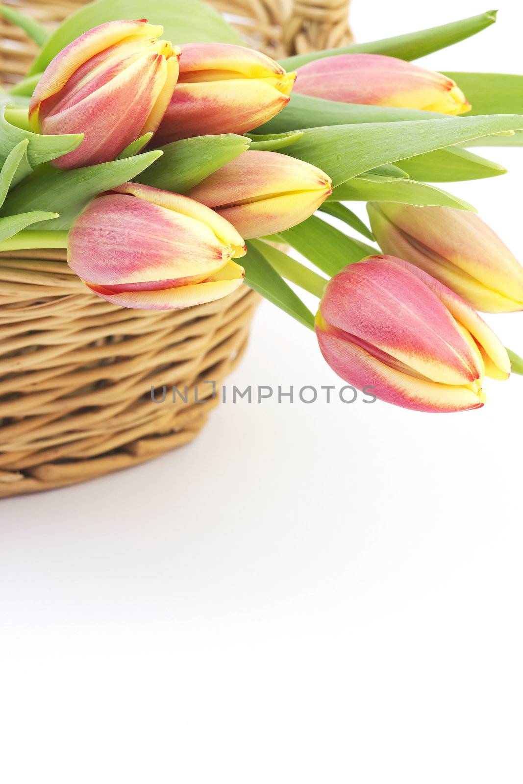 fresh tulips by miradrozdowski