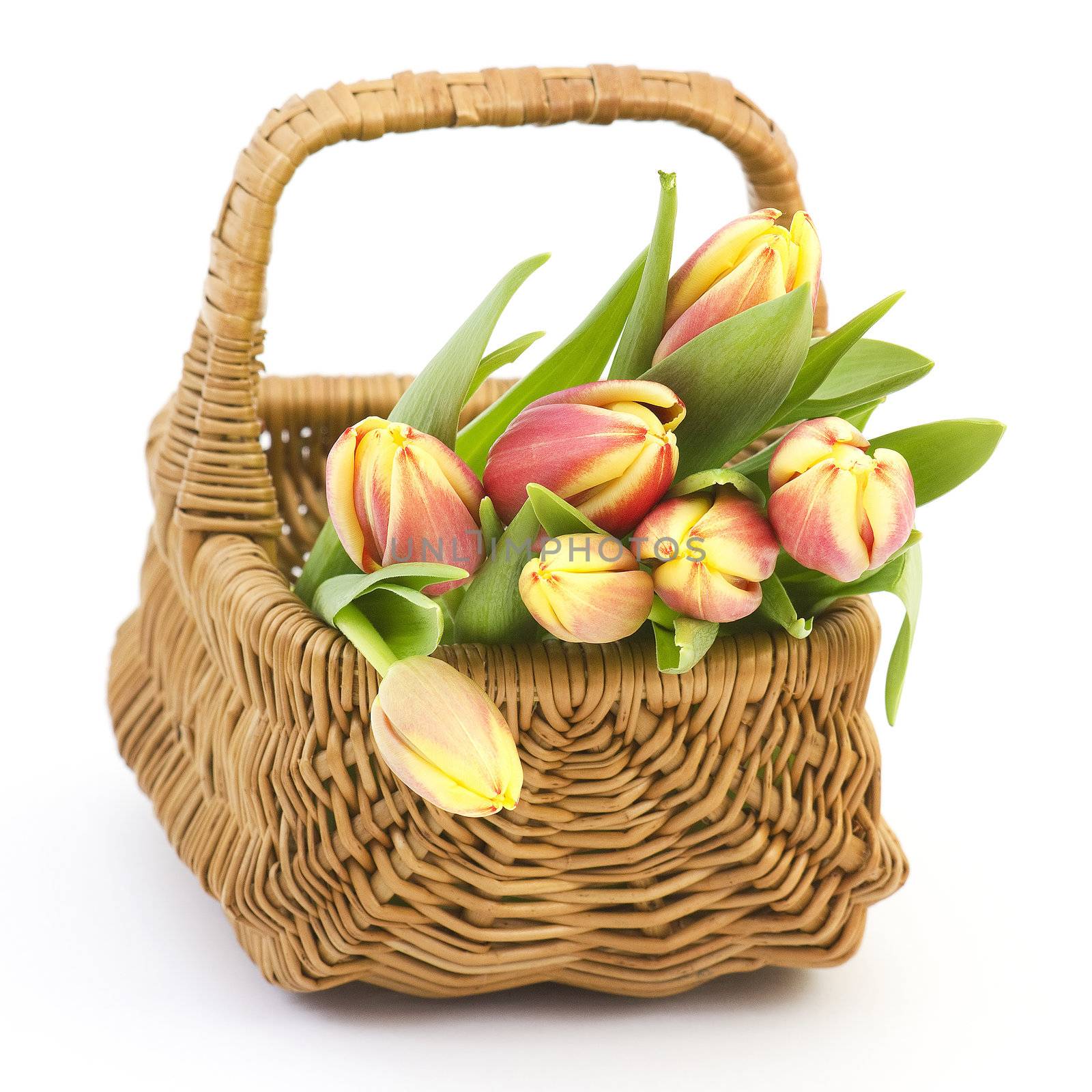 fresh tulips by miradrozdowski