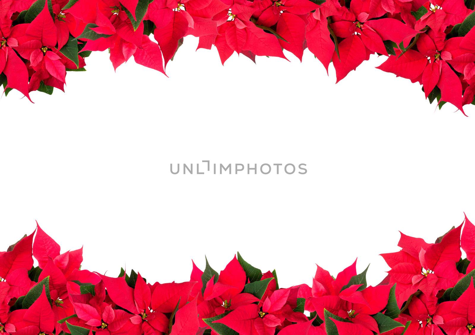 Christmas Frame of Flowers - Poinsettia (Euphorbia pulcherrima) on White Background
