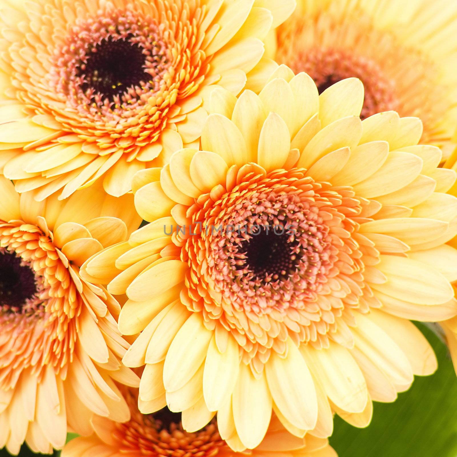 bunch of orange gerbera daisies by miradrozdowski